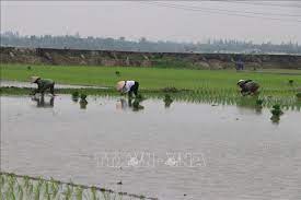 Ninh Giang nhanh tiến độ gieo cấy lúa chiêm xuân